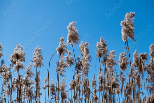 Fiori a pennacchio visti dal basso e cielo azzurro sullo sfondo photo