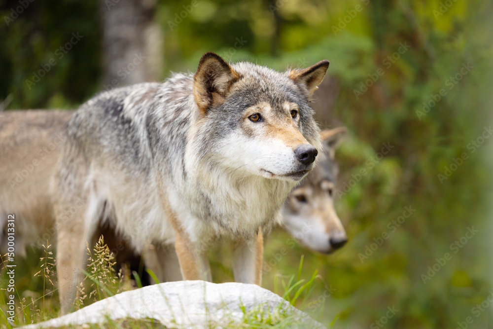 Two wild male wolf walking in the grass in lush green colored meadow Two wild male wolf walking in the grass in lush green colored meadow