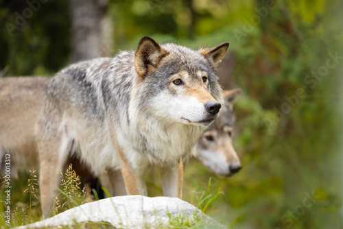 Two wild male wolf walking in the grass in lush green colored meadow