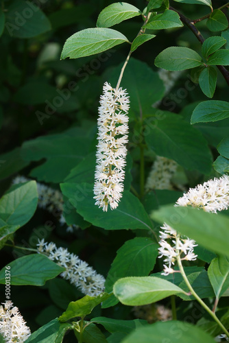Virginia sweetspire (Itea virginica). Called Virginia willow also. photo