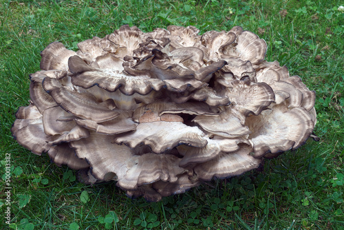 Giant polypore (Meripilus sumstinei). Called Black staining polypore also