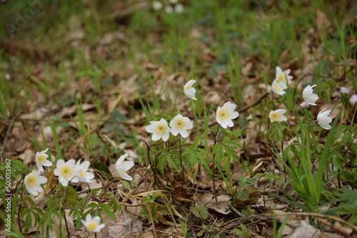 Wood anemone white flowers in forest, wild spring flowers.