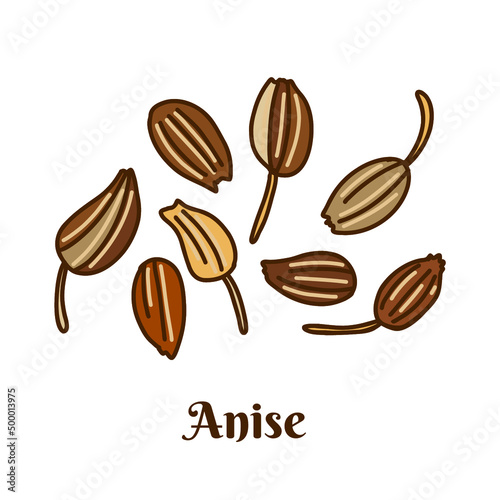 Hand drawn vector illustration of anise isolated on white background.