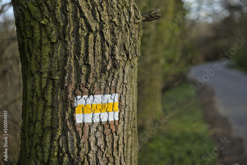 White and yellow trail marker painted on a tree