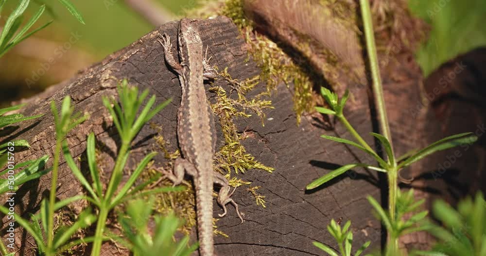 forest lizard in nature in the depths of the tree escapes the threat