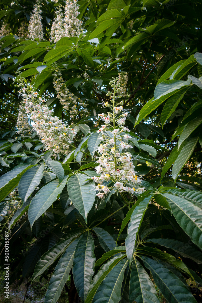 Fototapeta premium Close up shot of leaves and flowers of horse chestnut, Aesculus species called buckeye