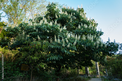 A shot of horse chestnut tree in full bloom with flowers, Aesculus species called buckeye