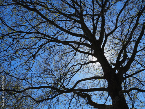 A beautiful big dark tree in the blue sky in Buitenoord, Barendrecht, the Netherlands. 