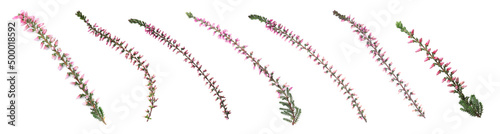 Branches of heathers with beautiful flowers on white background, collage. Banner design