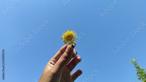 Abstract Defocused Tiny little flower petals against a cloudless blue sky in the background in the Cikancung area, Indonesia photo