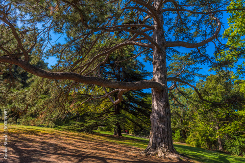 Alupkinsky Park (also known as Vorontsov Park) photo