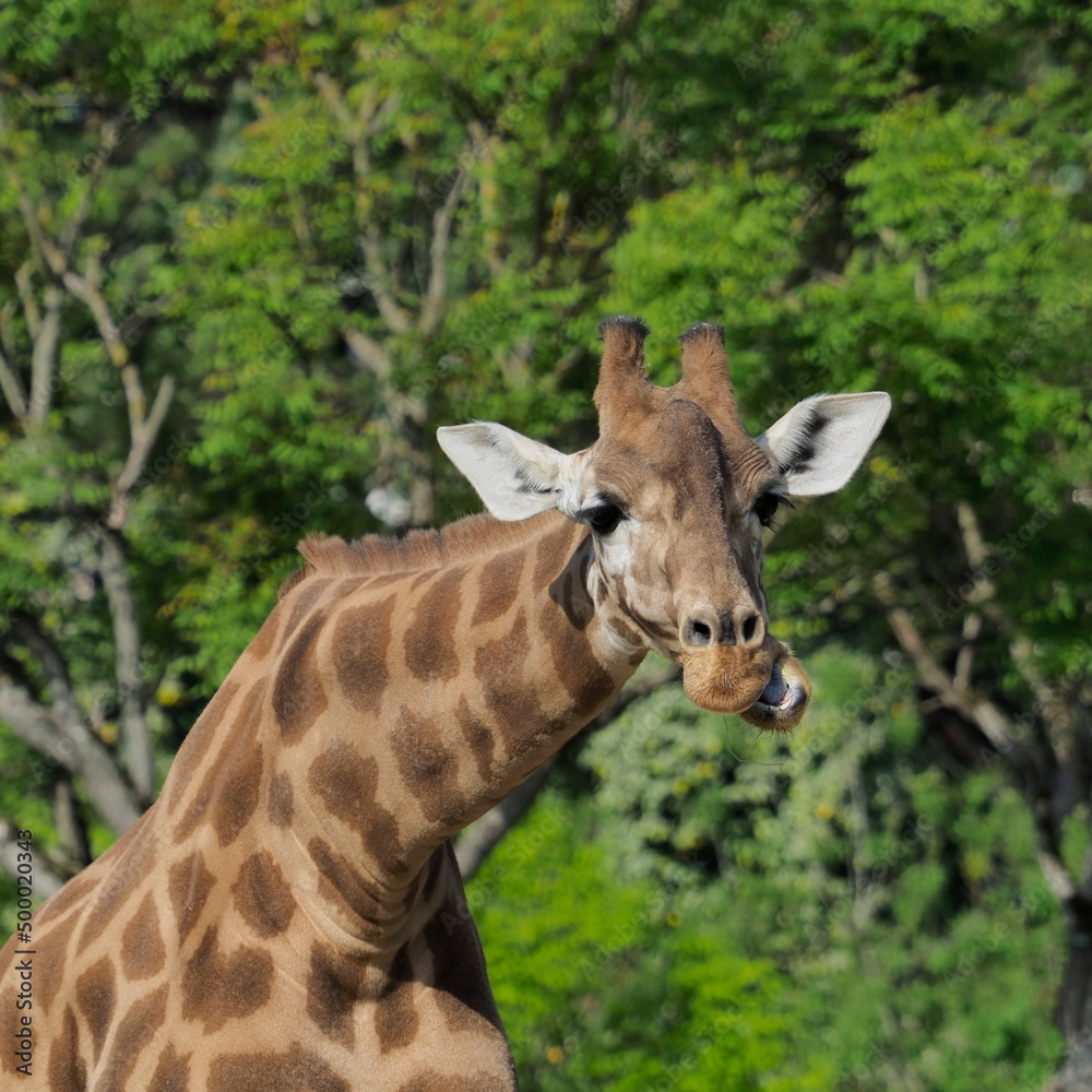 giraffe eating grass