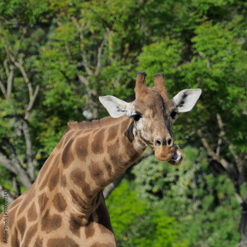 giraffe eating grass © AldoBarnsOutdoor