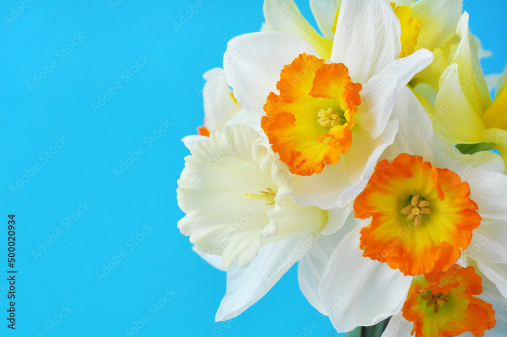Fototapeta premium Spring bouquet of yellow daffodils on a blue background. Copy space.