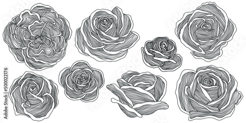 Fototapeta Naklejka Na Ścianę i Meble -  Roses outline vector set. Abstract flowers hand drawn.