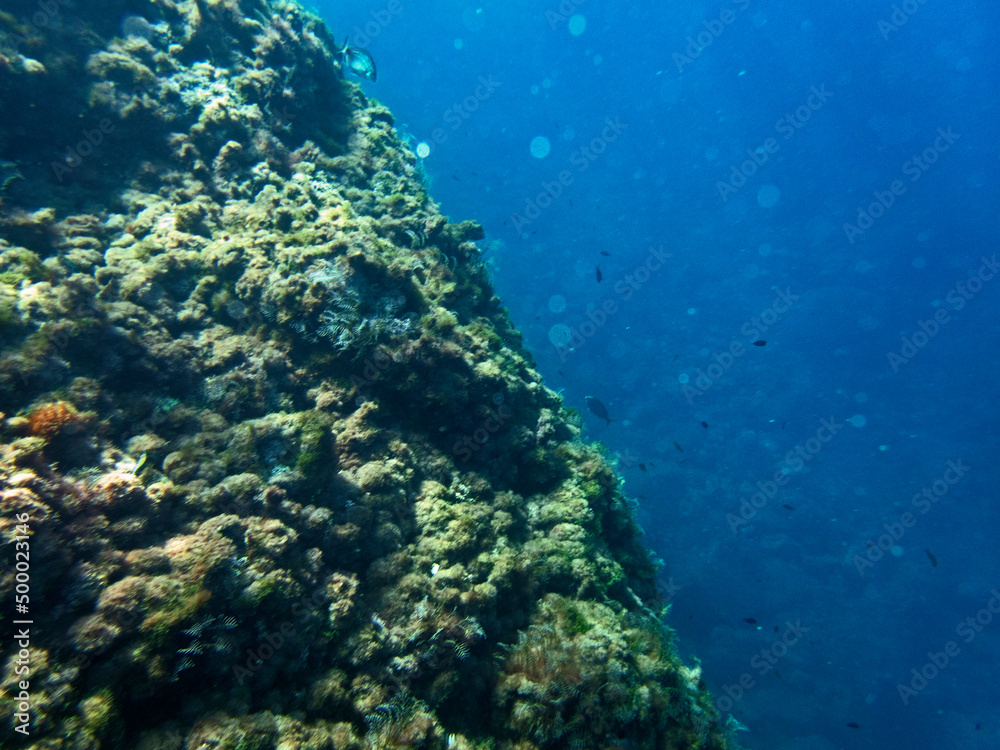 Fototapeta premium Fondale marino Acitrezza