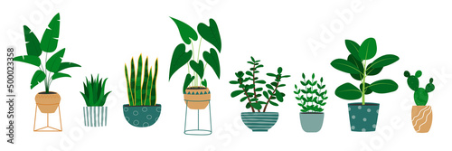 Set of hand drawn houseplants in flowerpots. Alocasia plant, cactus, monstera, jade plant.