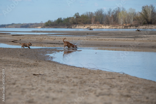 dwa bawiące się psy nad rzeką