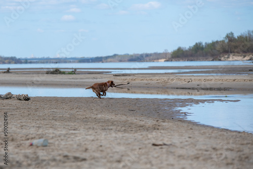 duży pies bawiący się nad brzegiem rzeki
