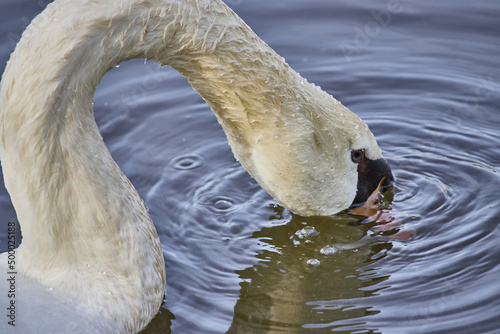 Close-up of graceful white swan in the lake
