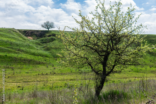 Beautiful green hill with a tree on the top. Outdoors  a bright sunny day in spring or summer. Blue sky with white clouds. 