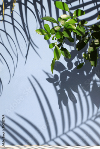 Tropical palm tree leaf shadow, green fresh twig, blue wall background. Summer sunny background vertical, empty table space