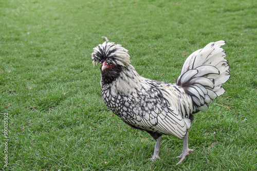 Fotografie Silver black polish pullet outdoors on green grass