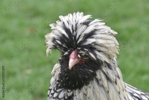 Silver black polish pullet outdoors on green grass