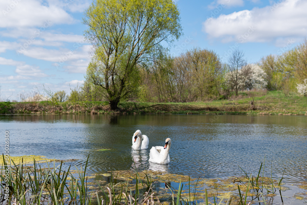 Obraz premium Two big and beautiful white swans swimming on a lake on a bright sunny day in spring or summer