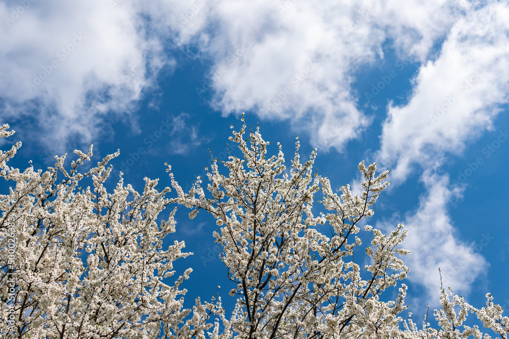 Beautiful cherry or apricot tree with white leaves on a bright sunny day in spring. Blue sky, outdoors, nature. Beautiful cherry or apricot tree with white leaves on a bright sunny day in spring. Blue sky, outdoors, nature.