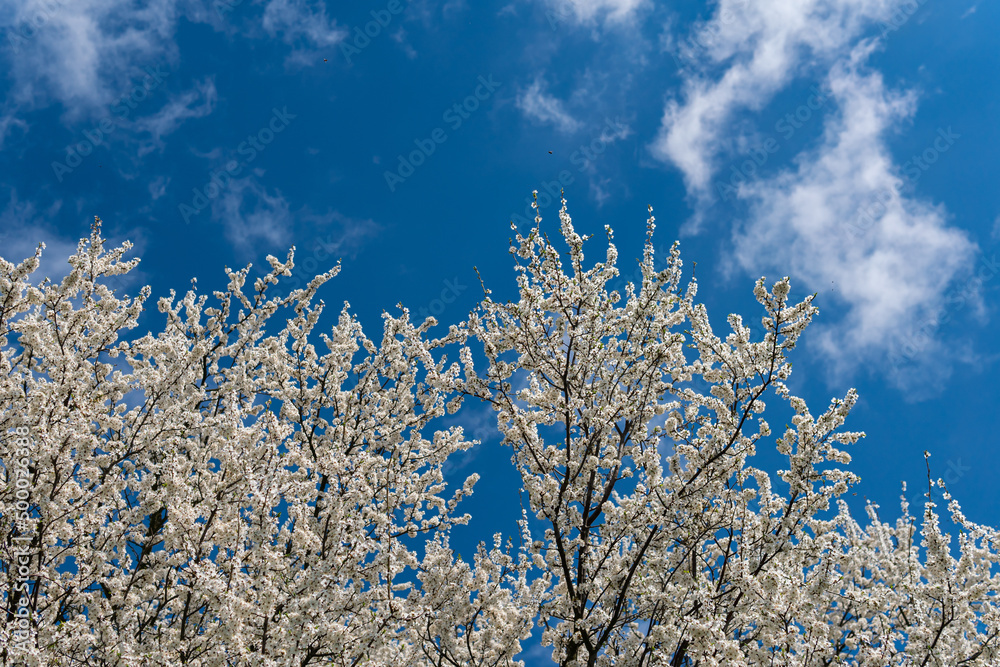 Beautiful cherry or apricot tree with white leaves on a bright sunny day in spring. Blue sky, outdoors, nature. Beautiful cherry or apricot tree with white leaves on a bright sunny day in spring. Blue sky, outdoors, nature.