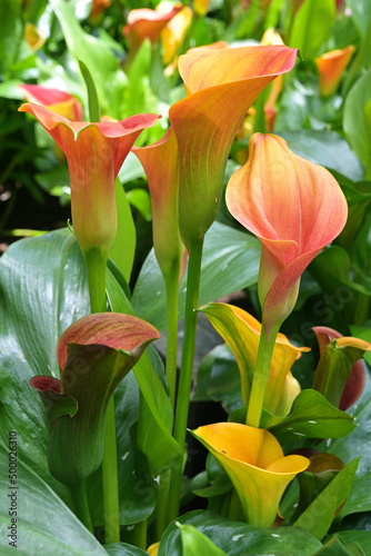 Collection of orange and yellow infloresences of Zantedeschia sp. or Calla Lily plant