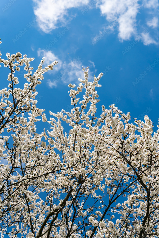 Beautiful cherry or apricot tree with white leaves on a bright sunny day in spring. Blue sky, outdoors, nature.