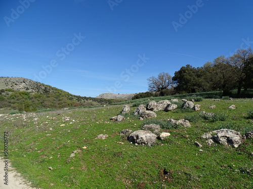 Shot of feild with trees and rocks photo