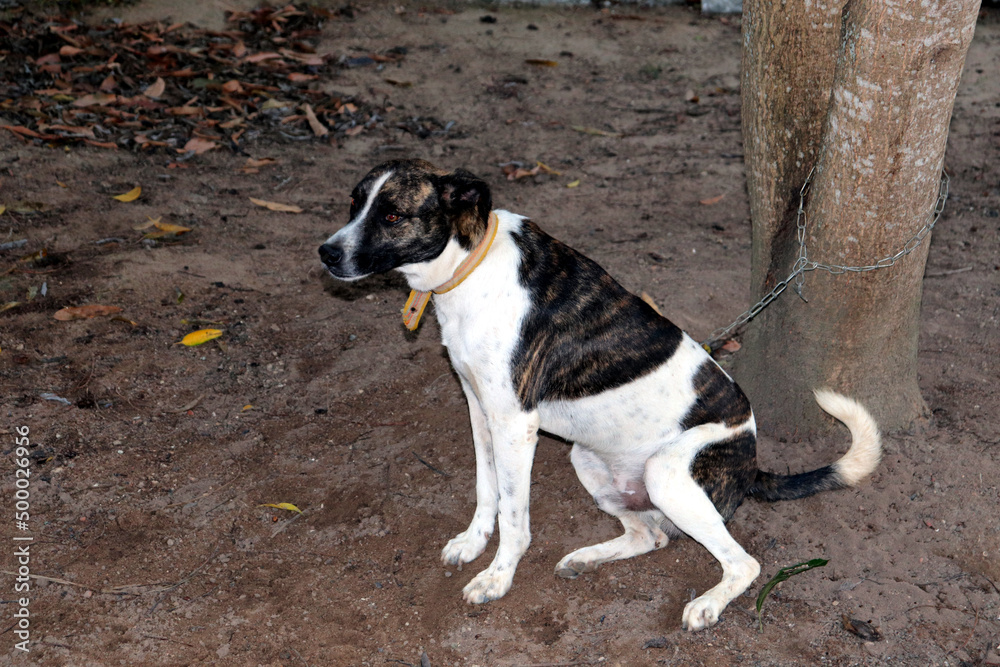 The crossbreed dog is trapped in the chain. The crossbreed dog is trapped in the chain.