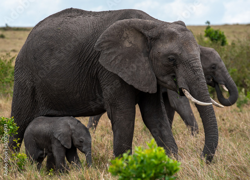 Photography Herd of big African elephants walking in the field on a sunny day