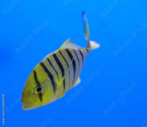 Aquarium Fish Golden Jack Golden Trevally