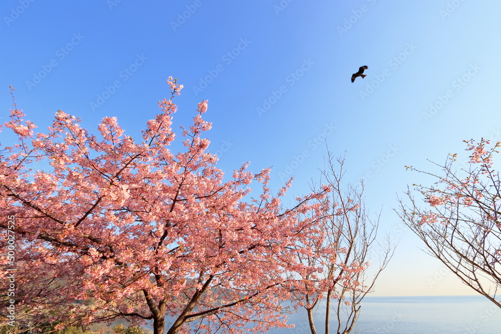Obraz premium 海沿いの河津桜