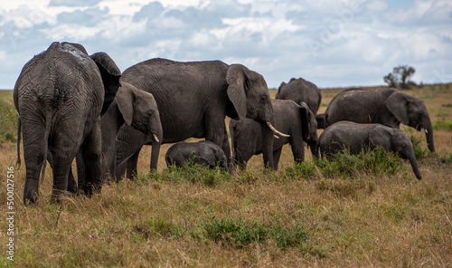 Photography Herd of big African elephants walking in the field on a sunny day