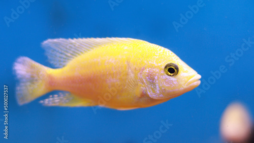 Fresh water aquarium yellow fish © Udayakumar