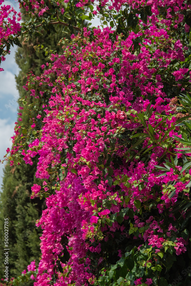 flowers in the garden