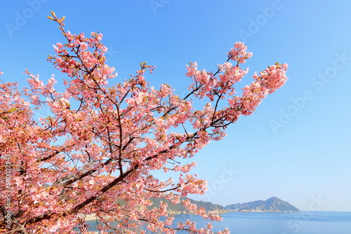 海沿いの河津桜