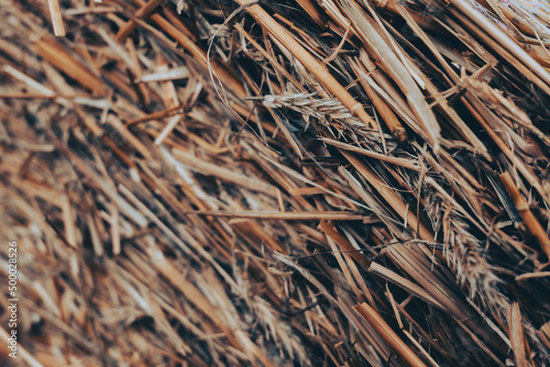 Fototapeta a haystack in close up. straw in macro. agriculture background