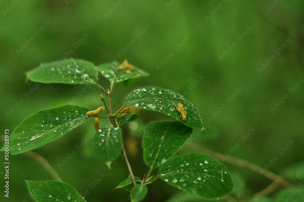 Nature is the material world of the universe, in fact — the main object of the study of natural sciences. In everyday life, the word Nature is the material world of the universe, in fact — the main object of the study of natural sciences. In everyday life, the word