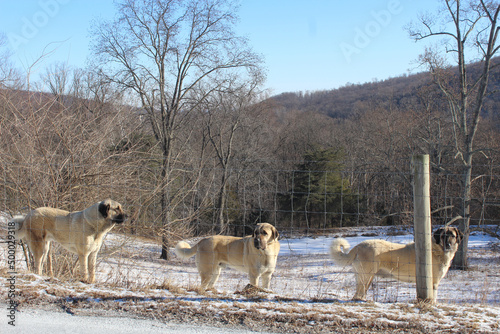 Closeup shot of Kangal dogs behind wire fences in winter photo