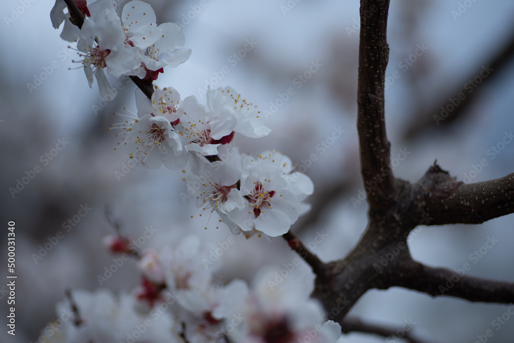 young apricot branches, flowering apricot branch young apricot branches, flowering apricot branch