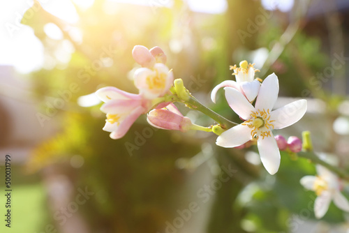 White Neroli flowers on the tree in the garden photo