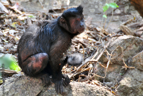 Capuchin Monkey Cebus olivaceus in South Africa photography by Andy Evans Photos photo