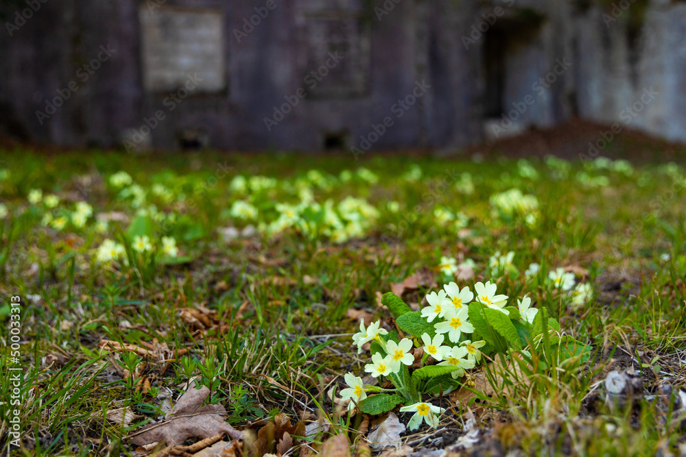 primula flowers in front of an old austrian bunker near Riva del Garda