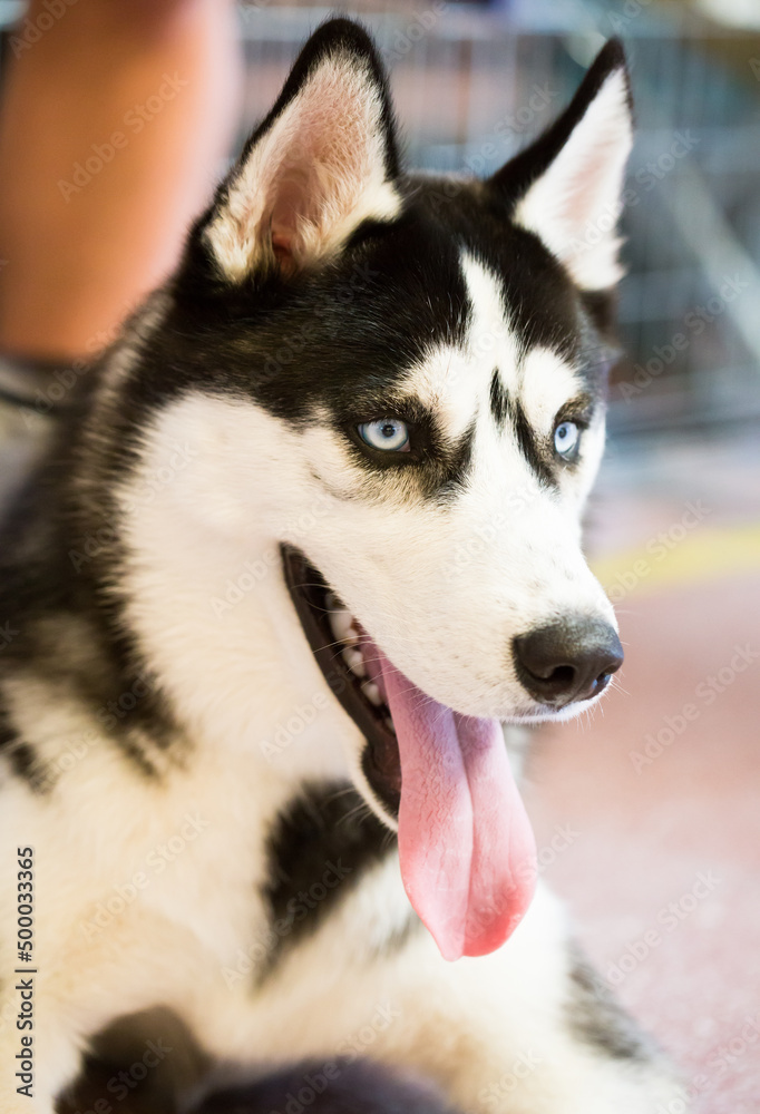 Siberian Husky Portrait of thoroughbred Siberian Husky dog Siberian Husky Portrait of thoroughbred Siberian Husky dog